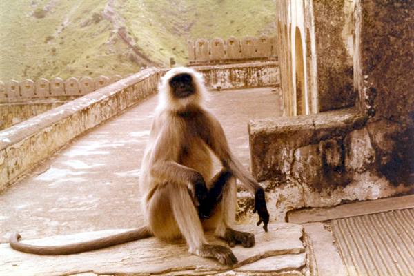 Langur monkey sitting on old stone, weathered fort, green hills behind