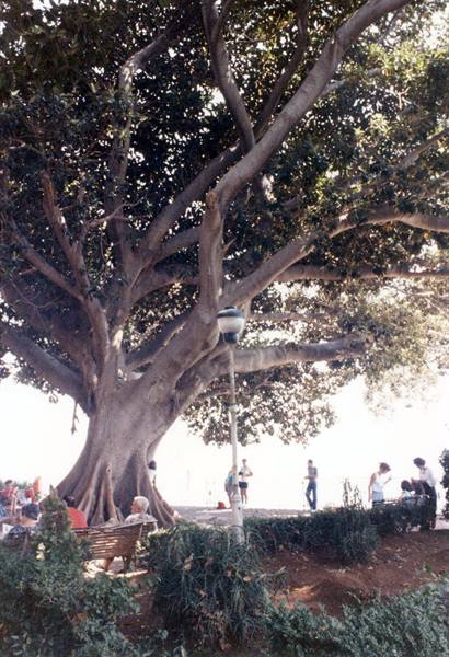 Huge ficus tree with massive roots shades people sitting on benches