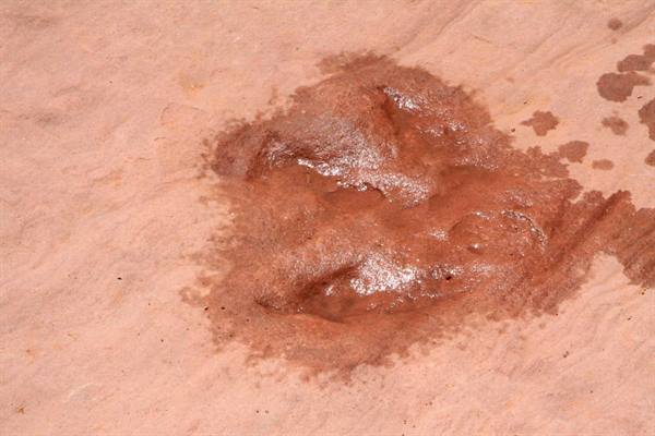 Lake Powell - Rainbow Bridge - Dinosaur footprint