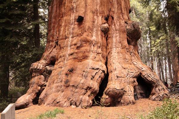 Sequoia National Park