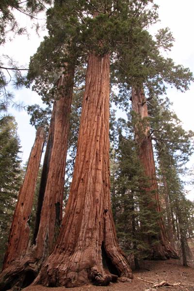 Sequoia National Park