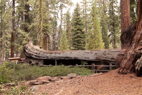 Sequoia National Park