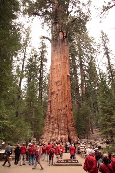 Sequoia National Park