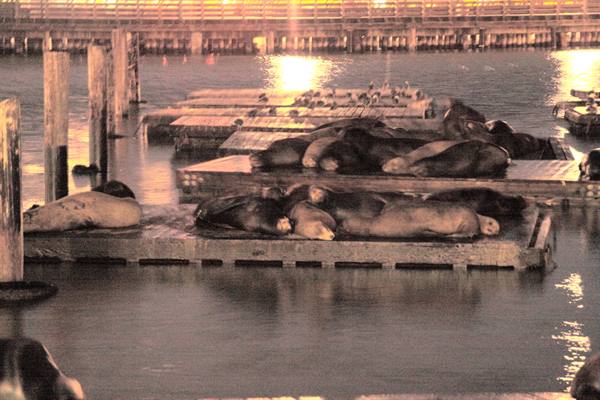San Francisco - the sea lions