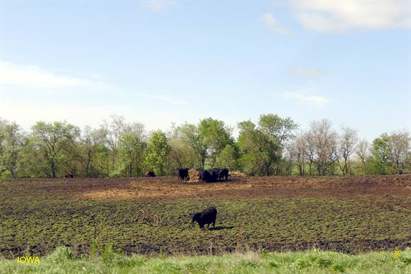 Iowa