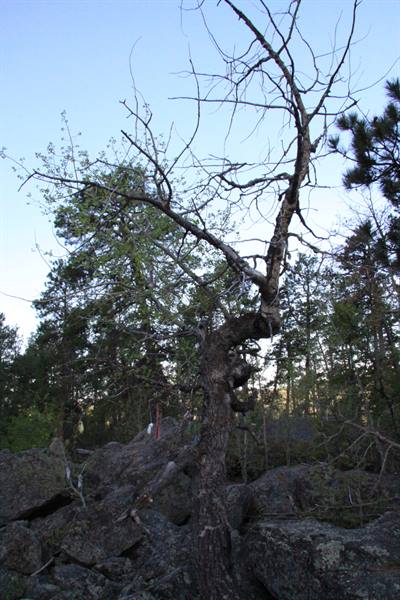 Devil's Tower - the Prayer Tree