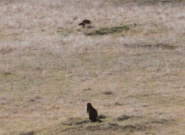 Prairie dogs