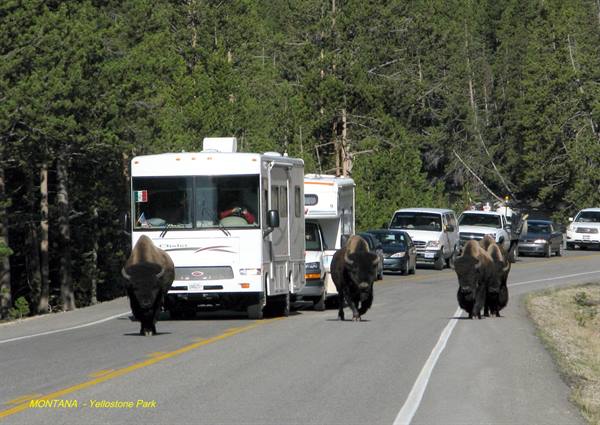 Yellowstone Park