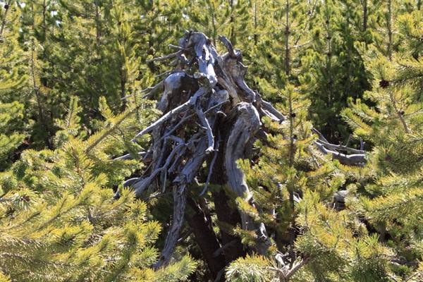 Yellowstone Park
