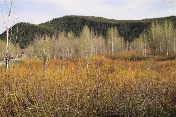 Jackson - National Park