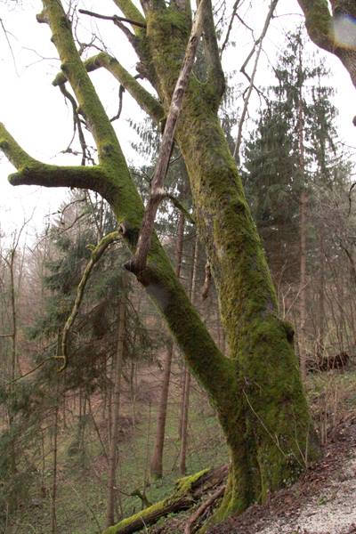 Moss-covered tree beside a trail in a misty forest