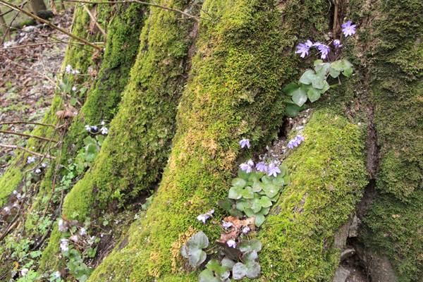 Moss-covered tree trunk with purple hepatica flowers
