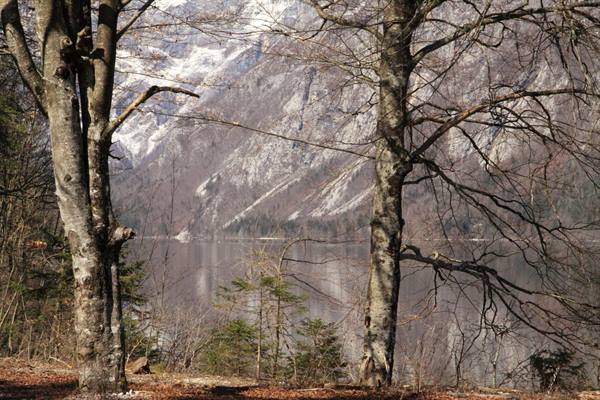 Lake Bohinj 
