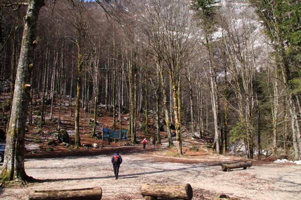Hiker with backpack walking on gravel among bare beeches and log benches
