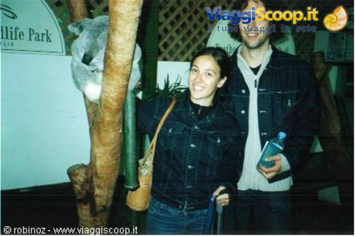 Smiling couple next to a koala on a tree trunk, Featherdale Wildlife Park
