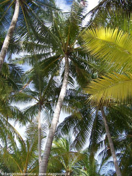 Tall coconut palms reaching toward blue sky, green and yellow fronds in sunlight
