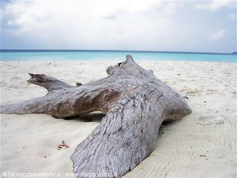 Weathered driftwood trunk on white sand, turquoise sea under cloudy sky