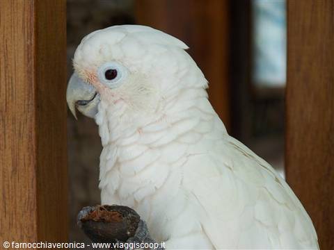 White cockatoo close-up among wooden posts, curved beak and dark eye