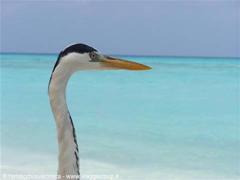 White heron with long neck and yellow bill in front of turquoise sea
