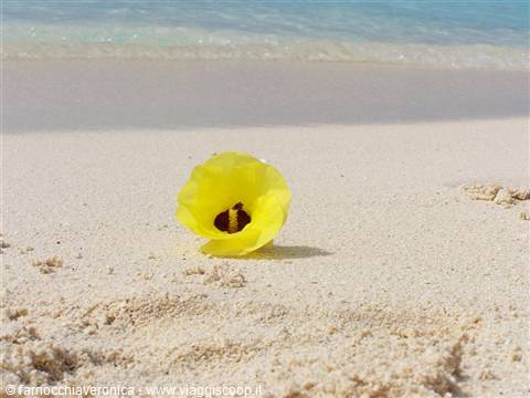 Yellow flower resting on white sand, turquoise sea and foam in the background