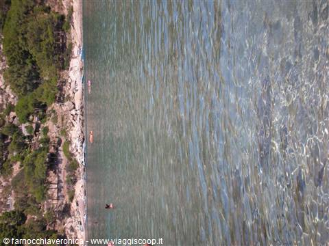 Swimmers in clear green water beside rocky shore and pines, aerial view