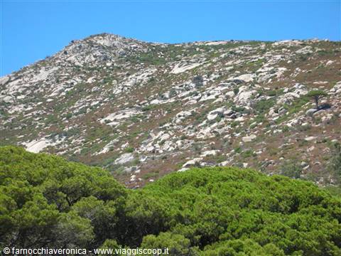 Granite rocks above green pines, Caprera hills