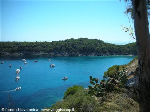 Boats anchored in turquoise cove with pine trees and prickly pears