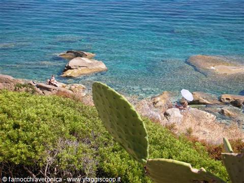 Prickly pear cactus overlooking turquoise water, rocks and a white beach umbrella