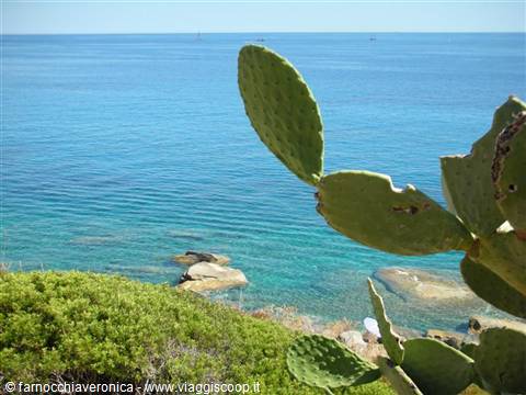 Prickly pear cactus over turquoise sea and rocks in Villasimius