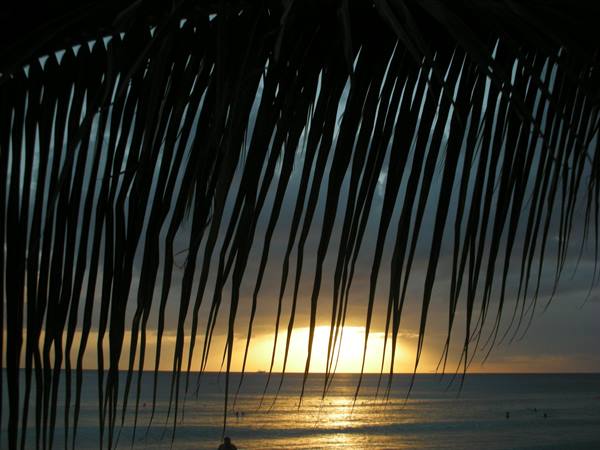 Palm fronds silhouetted over the sea at sunset, swimmers in golden water