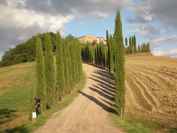 Gravel road lined with cypress trees leading up to a Tuscan farmhouse