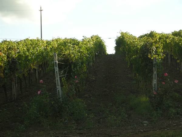 Vineyard rows on a hillside, rose bushes at row ends, afternoon light