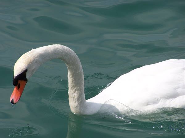 White swan swimming with curved neck on teal water