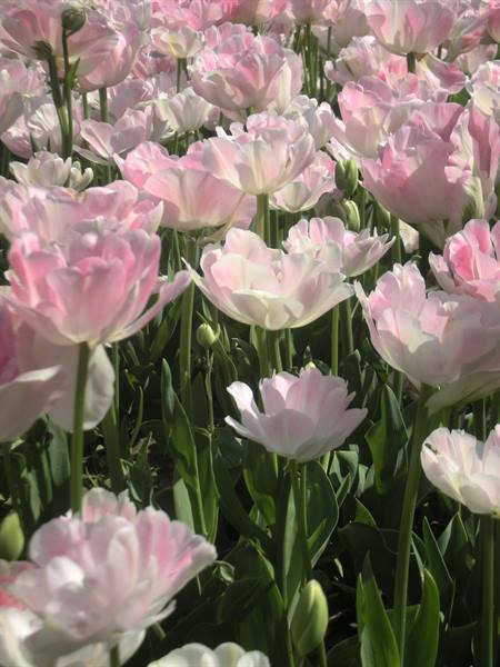 Pink and white tulips in bloom, kissed by sunlight