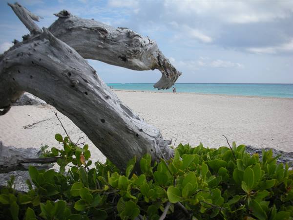 Weathered driftwood on white sand with green shrubs and turquoise sea