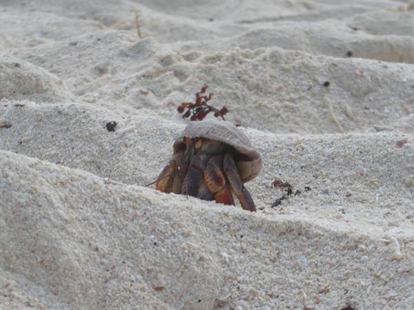 Hermit crab with shell walking across pale beach sand