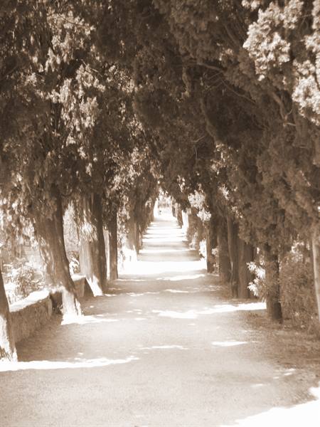 tree-lined avenue