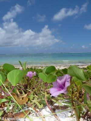 Purple beach morning glory flowers on white sand by turquoise sea