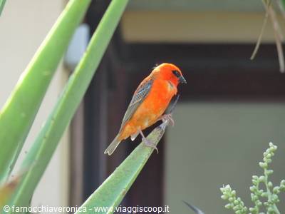 Bright red cardinal perched on an agave leaf in daylight