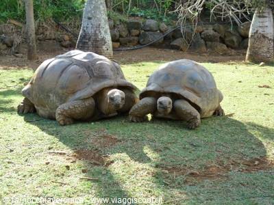 Two giant tortoises resting on green grass among tree trunks and stone walls