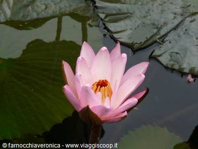 Pink lotus flower among floating leaves on dark pond water