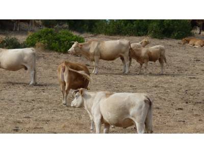 Cows grazing on dry ground, green bushes in the background