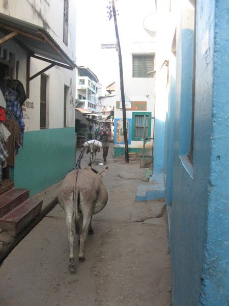punda in Lamu...