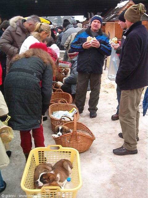 Sale of shepherd dog puppies.