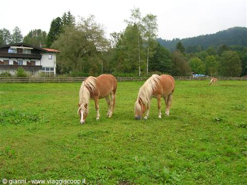 Ebbs: Haflinger horses grazing