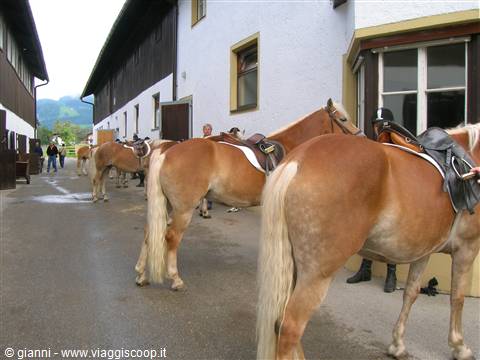 Haflinger horses ready for the ride