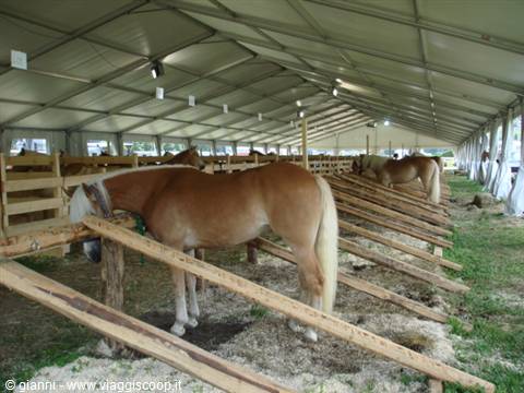 Haflinger specimens on display