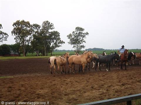 Gaucho and horses.