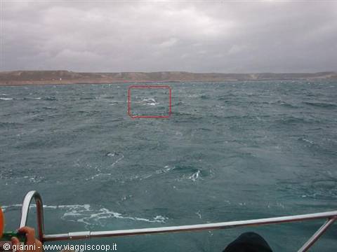 Southern right whale