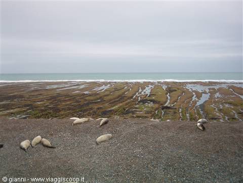 The rest of the sea lions-